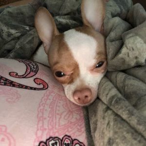 Meet your Posher, Samantha